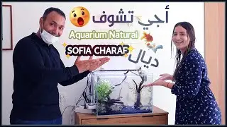Aquarium naturel chez Sofia charaf 😮 أجي تشوف حوض أسماك طبيعي عند صوفيا شرف 🐠