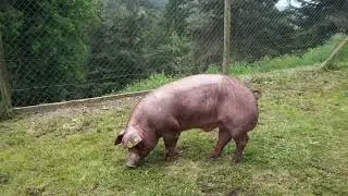 Duroc Gepork Boar - 1713