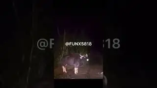 INDIAN BISON ATTACK 😱😱😱#wildlife #amazing #scary #india #shorts #shortvideo #canada