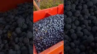 harvesting Blueberry #shortsfeed #blueberry #song