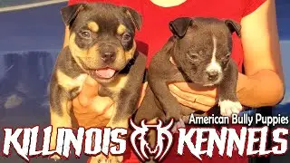 AMERICAN BULLY PUPPIES FOR SALE FROM THE WORLD FAMOUS KILLINOIS KENNELS!!!!!