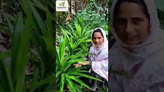രംഭ ഇല | ബിരിയാണി ഇല വീട്ടിൽ വളർത്താം | ബിരിയാണി കൈത | Pandan leaves | Biriyani Kaitha #shorts