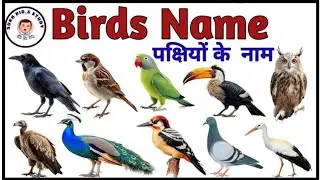Birds Name with Pictures in English and Hindi l English vocabulary l @sukhkidsstudy01 