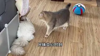 双猫家庭的早上