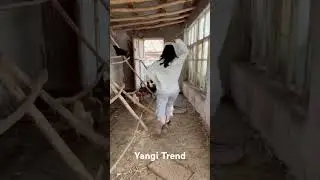 Nimaladir bolyapti Luizaga