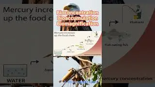 #bioconcentration #bioaccumulation #biomagnification #bcf