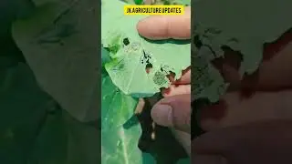 #Home Remedy for Cabbage butterfly# Dr.Ishtiyaq Ahad( Assistant Professor , Skuast-K)
