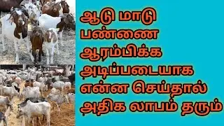 ஆடு மாடு பண்ணை ஆரம்பிக்க முதலில் செய்ய வேண்டியது #goatfarming #goats #goattips #dairyfarm