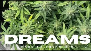 From Seed To Harvest 