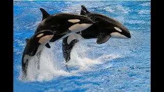 Orcas Unveiled  Curiosities of the Sea