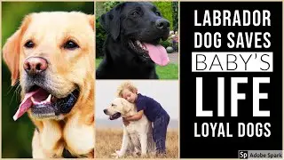 LOYAL DOGS | LABRADOR RETRIEVER DOG SAVES BABY'S LIFE IN HINDI | INFORMATIONEAGLE