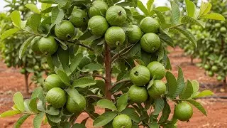 Best Skill Technique Grafting Guava Tree Growing Fast With Maximum Growth Rate and Fast Results