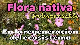 LA VITAL IMPORTANCIA DE LAS PLANTAS AUTOCTONAS