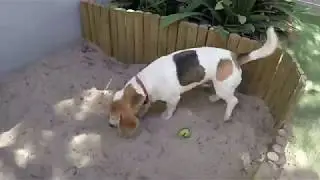 Why you need a dog sand pit