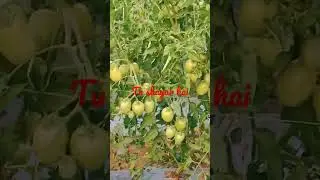Tu shayar hai☺️ #shorts#tomatoes  #tomatofield @aramritvaanimusical1740