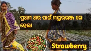 First Strawberry Farm in Mayurbhanj! 🍓 My Experience