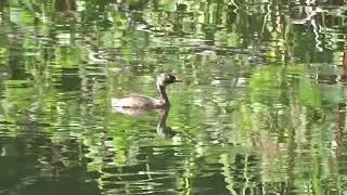 Little Grebe in a seasonal pool