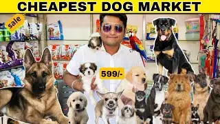 Cheapest Dog Market 2024🔥| Dog Wholesale Market | Dog Market In India | Biggest Pet Shop In India