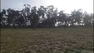 Dogs Running in the Field During in the Morning