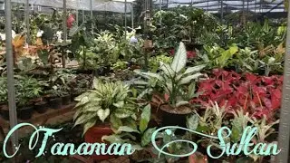 JENIS DAN MACAM-MACAM TANAMAN HIAS SULTAN TIMUR TENGAH || OUT & IN DOOR || HAMPIR SEMUA IMPORT