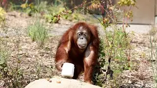 Choice and Control - Toronto Zoo Orangutans Exploring Their NEW Orangutan Habitat
