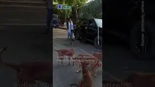 Indian Woman Melts Netizens' Hearts For Feeding Stray Dogs