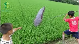 SPEARFISHING | Amazing Two Boys Catch Fish In  Rice Field Using Bamboo Spear