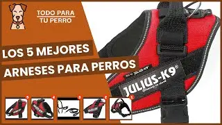 Los 5 mejores arneses para perros