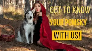 Pomsky Puppy Care and Training introduction video.#pomskypuppy