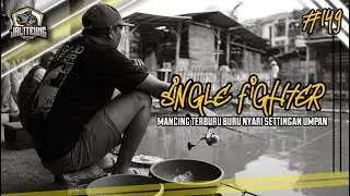 MANCING TERBURU BURU | NYARI SETTINGAN UMPAN | SINGLE FIGHTER