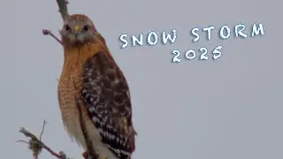 Snow Storm 2025 Sneads Ferry, NC featuring Blue Falcon from Trust the Journey by Don Johns Music