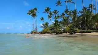 Tropical Anxiety Relief: 1 HR Calming Shoreline & Wind in the Palms