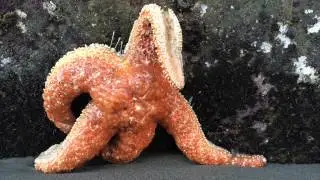 Синдром истощения морских звезд