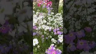Malcolmia maritima or Virginia Stock flowers #multicolor #virginia #maritima #sujatha #indiatospain