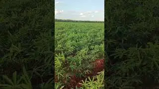 views of the cassava #farming