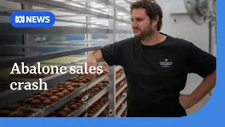 Abalone farms close under pressure from Chinese market | ABC News