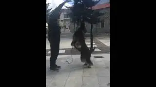 Afghan Hound Jumping in Slow Motion!!!