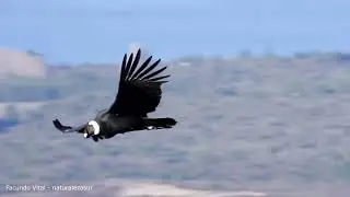 C&oacute;ndor Andino volando en libertad