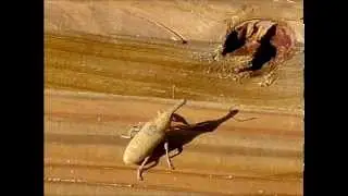 Weevil - Snuitkever