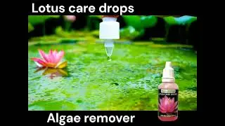 lotus care drops- algae remover to fresh up the pond water