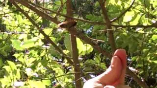 Brood V Magicicada septendecim Calling Male II - June 12, 2016