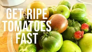 How To | RIPEN THOSE END OF THE SEASON TOMATOES FAST | Container Crops | Crops To Kitchen