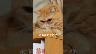 Library committee member #Exotic Shorthair