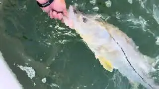 Healthy Snook in Stuart FL book a trip today #fishingcharters #snookfishing #stuartflorida