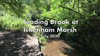 Yeading Brook at Ickenham Marsh
