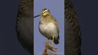 Singing Latham's snipe - unexpected sounds #wildlife #birds #birdlovers | Film Studio Aves