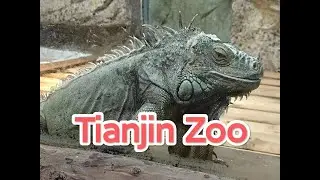 TIANJIN ZOO - CHINA