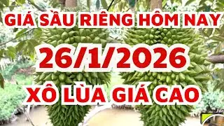 Gi&aacute; sầu ri&ecirc;ng h&ocirc;m nay 26/1/2026
