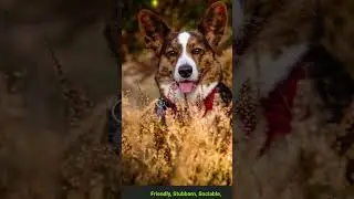 corgi beagle mix|Dog breed guide |#short|