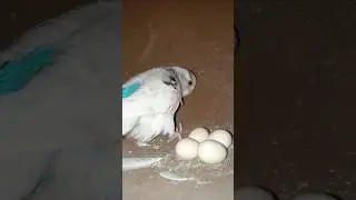 Bird save eggs #viral #birds #trending #love #status #baby #shorts
